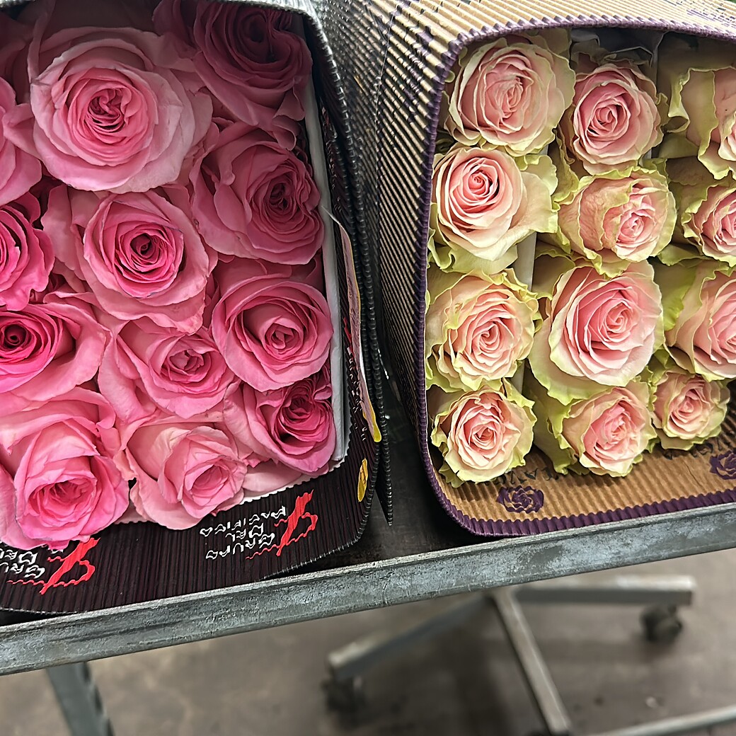 Boxes of Ecuadorian roses at the wholesale market: pink and bicolour roses
