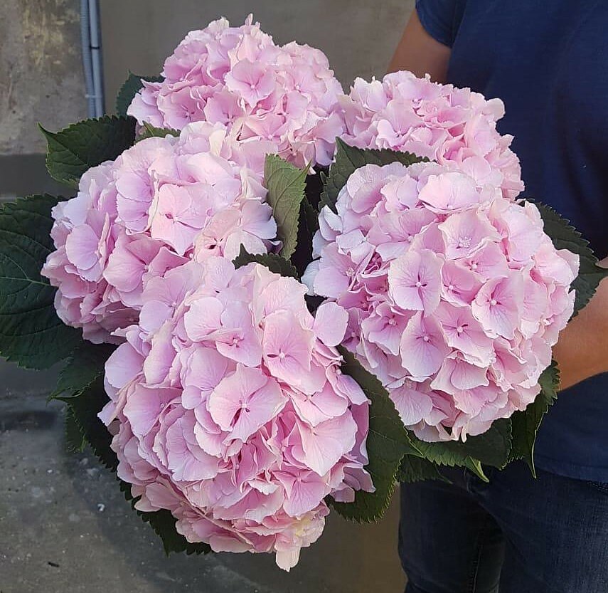 Pink hydrangeas at the Rīgas Ziedi shop, Tallinas iela 83, Riga