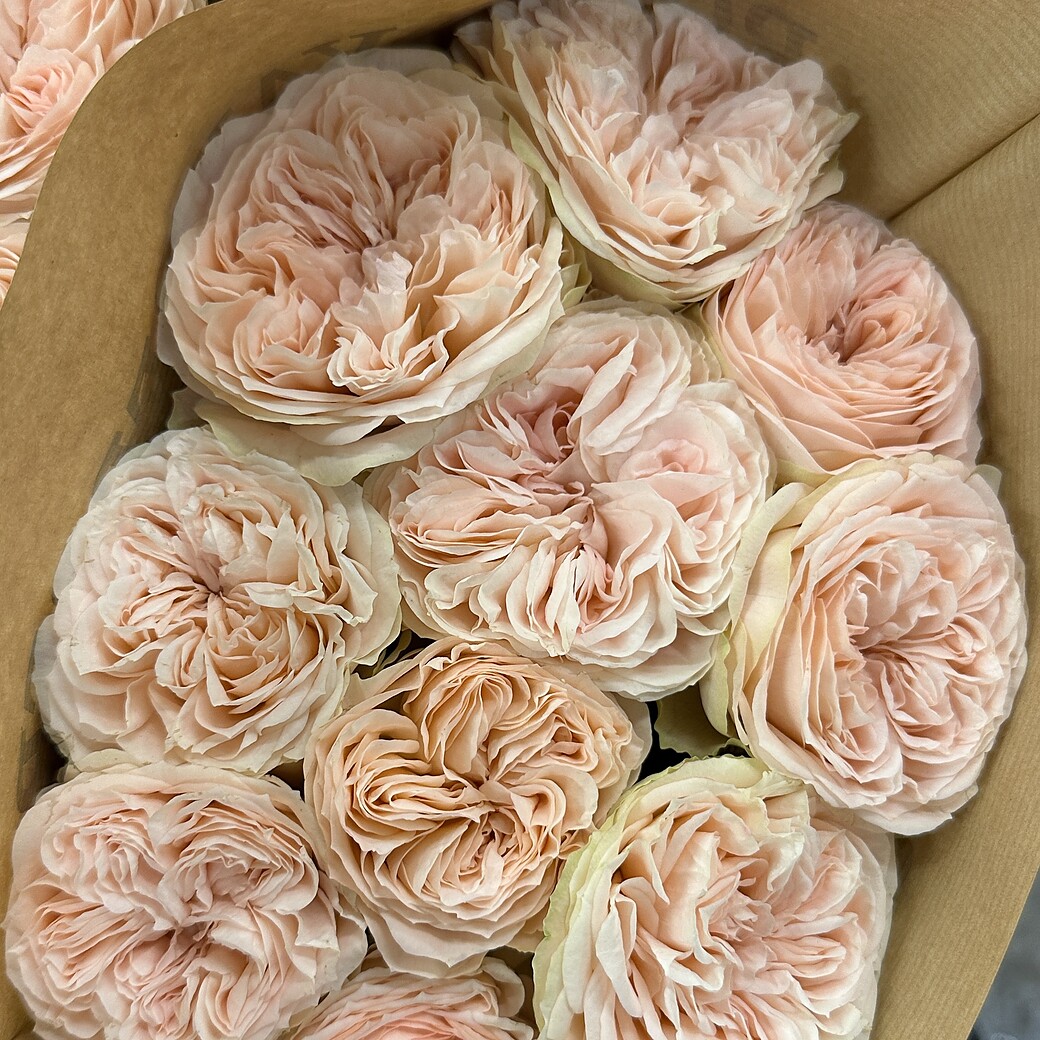 Peony-shaped garden roses in a grower's box