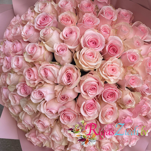 101 pink rose