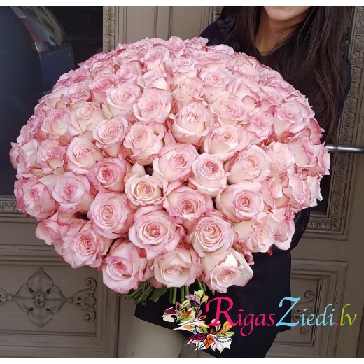 101 rozā Premium klases roze
