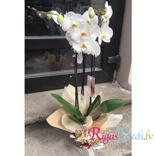 Orhideja dekoratīvā iepakojumā