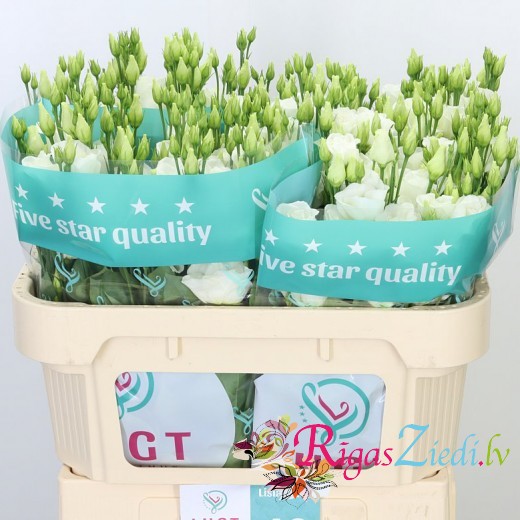 White Eustoma in the manufacturer's package, 10 pcs.