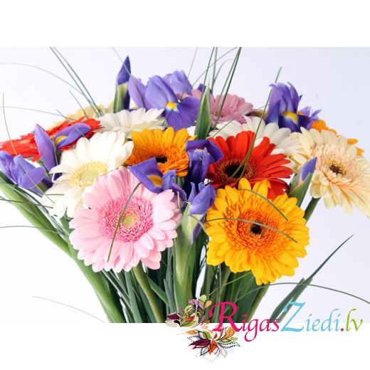 Different color gerberas with blue irises
