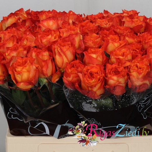 Orange roses in the manufacturer's packaging, in a package of 10 pcs.
