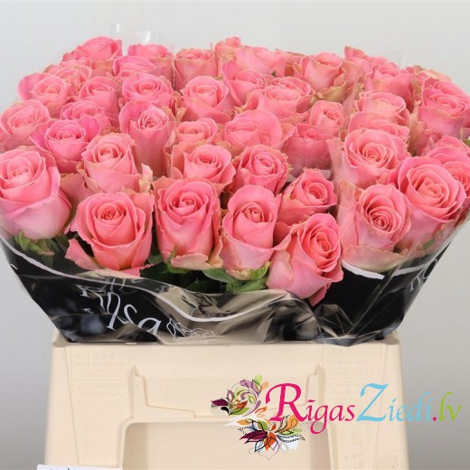 Pink rose in the manufacturer's package, in a package of 10 pcs.