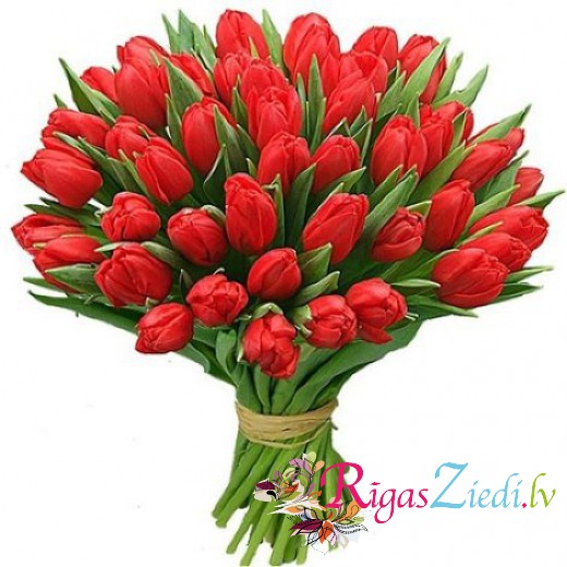 sarkanas tulpes