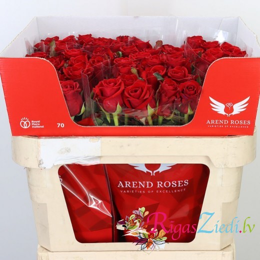 Red roses in the manufacturer's package 10 pcs.