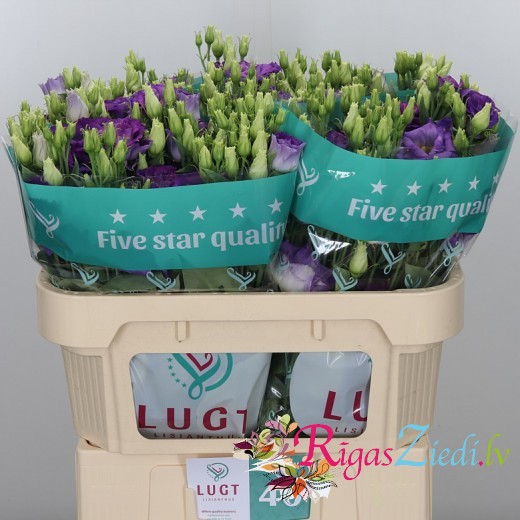 Violet Eustoma in the manufacturer's package, in a package of 10 pcs.