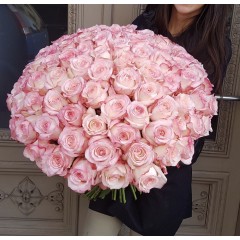 101 rozā Premium klases roze
