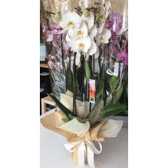 Orchid in decorative packaging