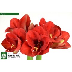 Amaryllis