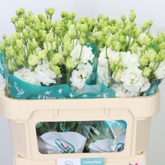 White Eustoma in the manufacturer's package, 10 pcs.
