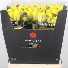 Yellow roses in the manufacturer's packaging, in a package of 10 pcs.