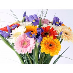 Different color gerberas with blue irises