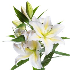 White lilies. Lovely aroma!