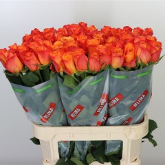 Orange roses in the manufacturer's packaging, in a package of 10 pcs.