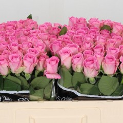 Pink rose in the manufacturer's package, in a package of 10 pcs.