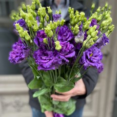 Violetas lizantes