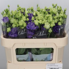 Violet Eustoma in the manufacturer's package, in a package of 10 pcs.